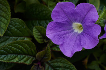 Nature's glory.
