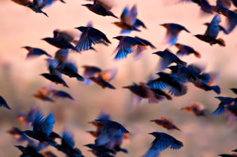 A flock of birds.
