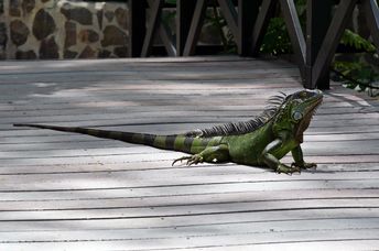 reptile in nature