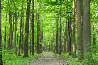 Forest trees.