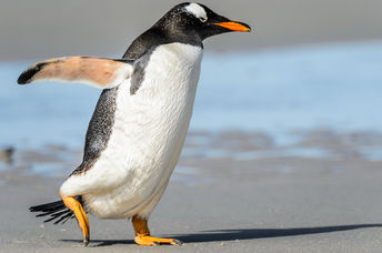 Penguin in the wild