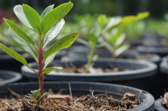Tree seedlings.