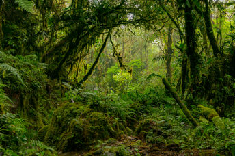 Rainforest.