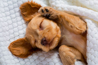 a dog dreaming.