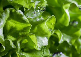 Lettuce