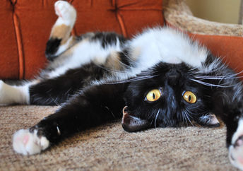Adopt a cat or dog.
