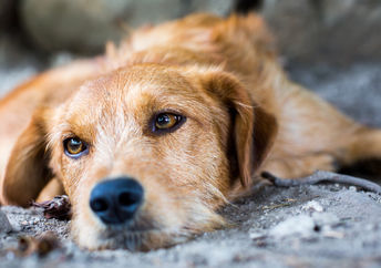 Stray dog.