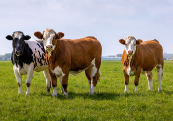 Grazing happy cows.