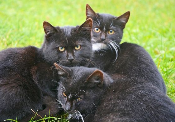 A trio of kittens are working on the railroad.