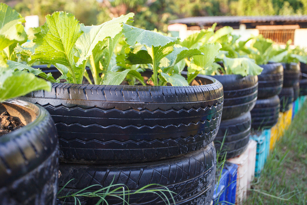 Recycled tires in a garden