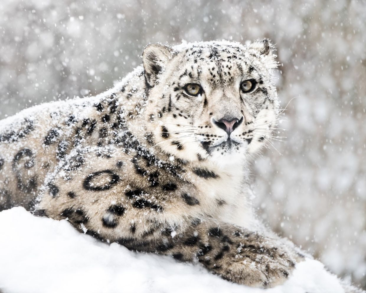 Frontal Portrait of Snow Leopard in Snow Storm Frontal Portrait of Snow Leopard in Snow Storm