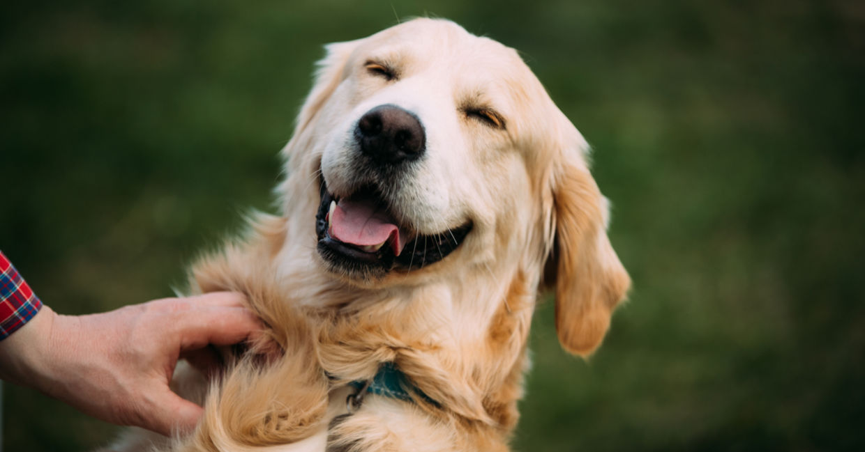 Dog being pet