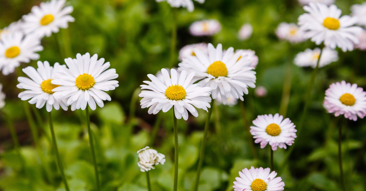 Daisies stand in the grass against a backdrop of a blue heaven with clouds Daisies stand in the grass against a backdrop of a blue heaven with clouds