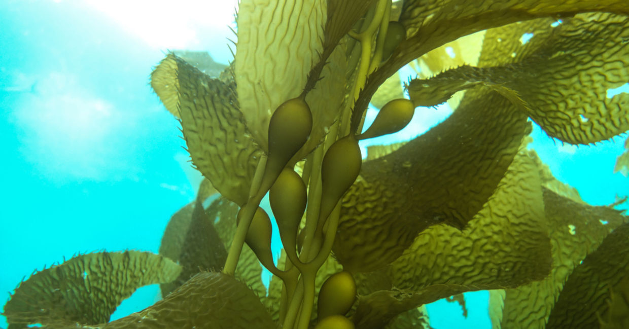Kelp plant floating underwater. Kelp plant floating underwater.