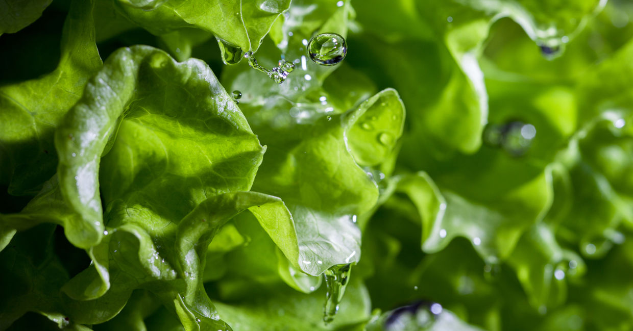 Lettuce Lettuce