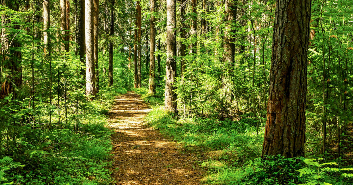 A forest path