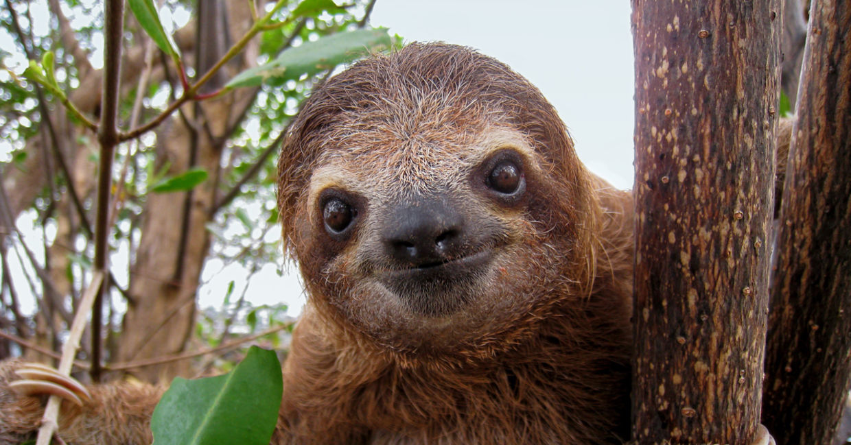 Young sloth on a branch