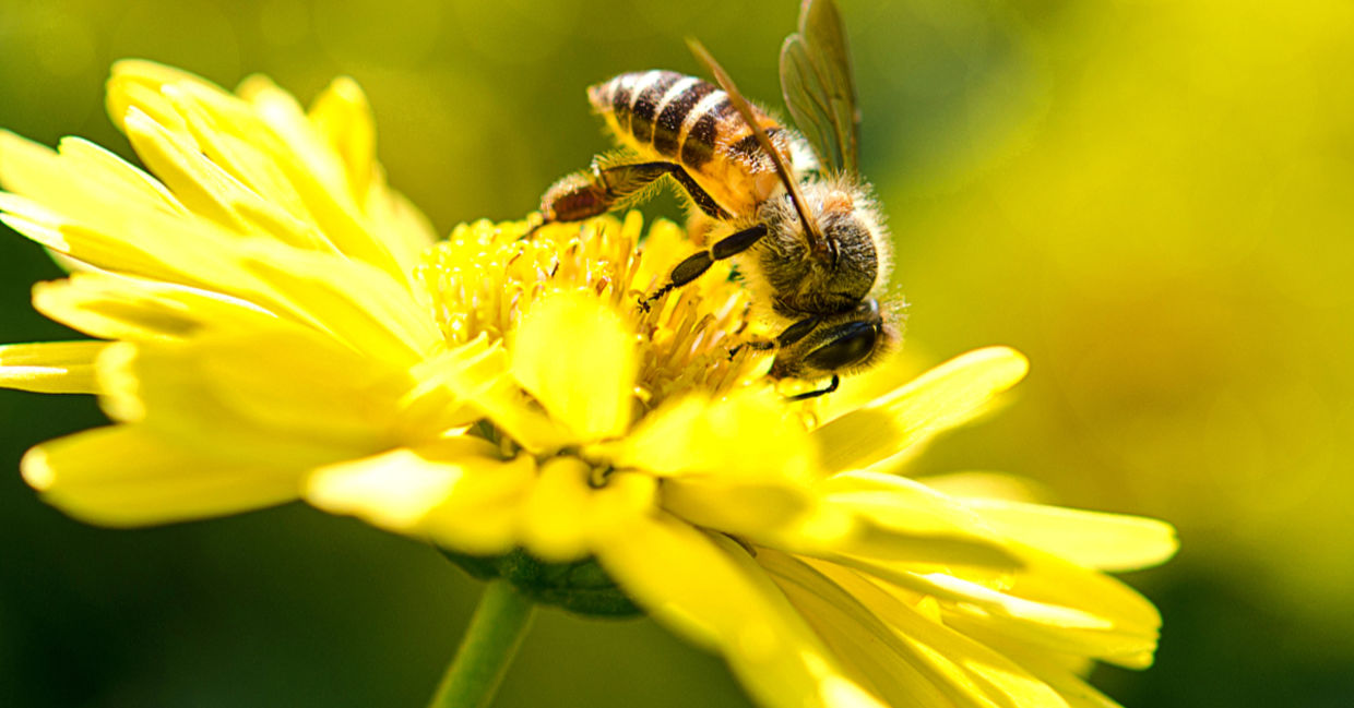 A bee on a flower.