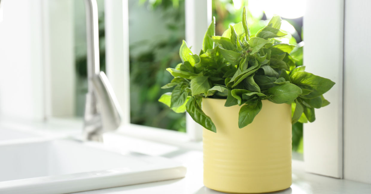 Counter top garden