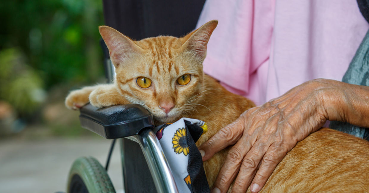 Pet therapy.