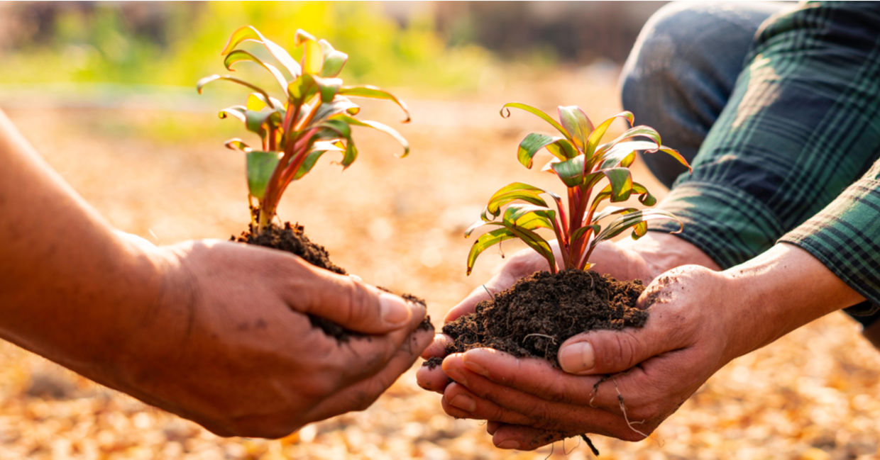 Planting trees.