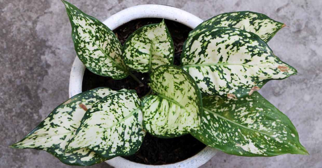 Chinese Evergreen leaves Chinese Evergreen leaves