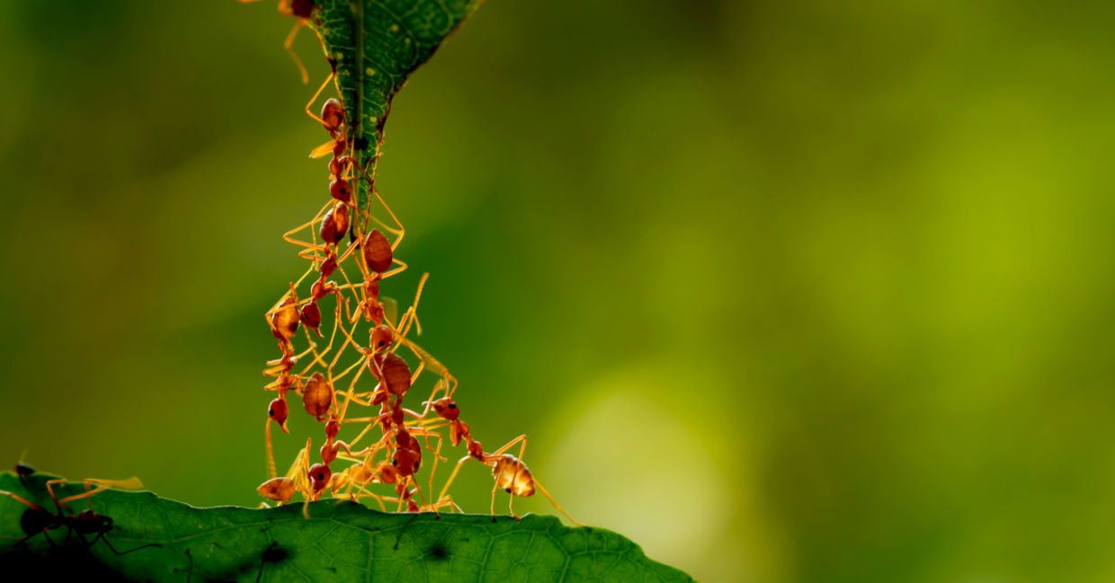 Ants using teamwork to create a bridge Ants using teamwork to create a bridge