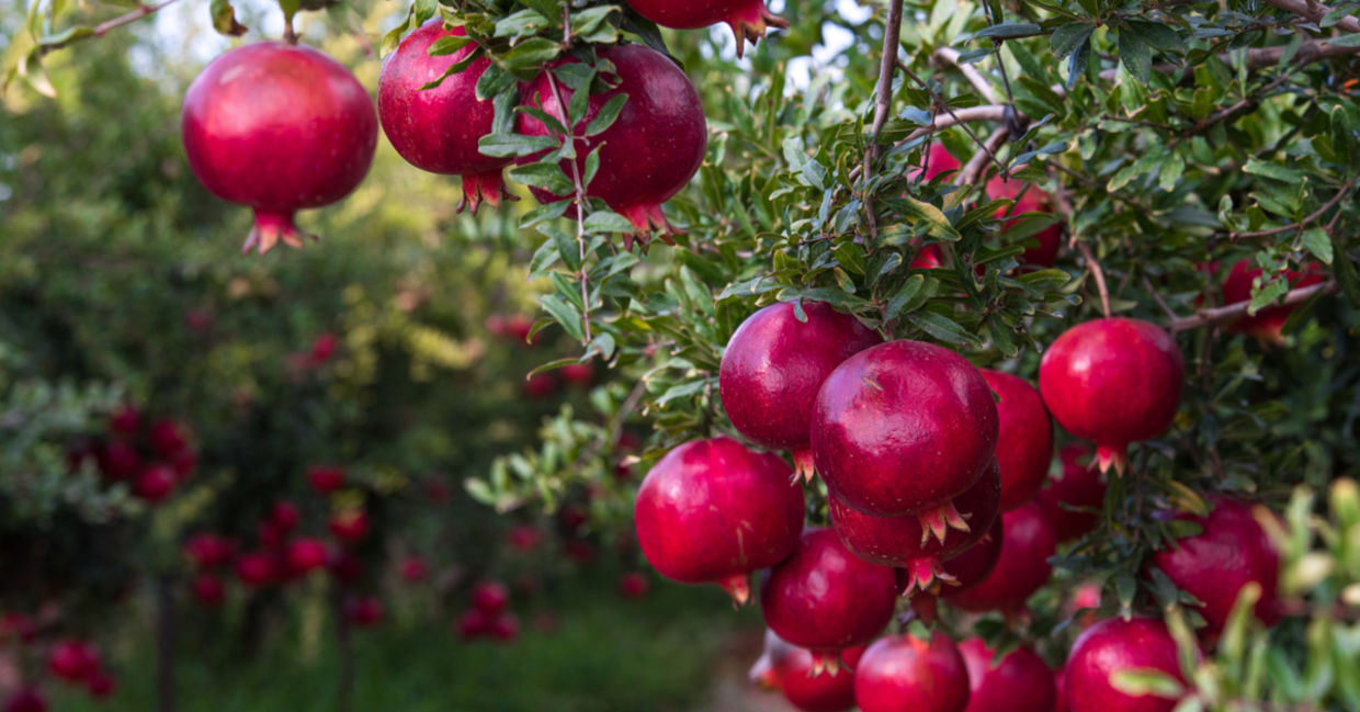 Ripe pomegranates. Ripe pomegranates.