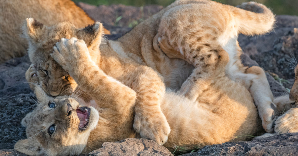 Animals playing.