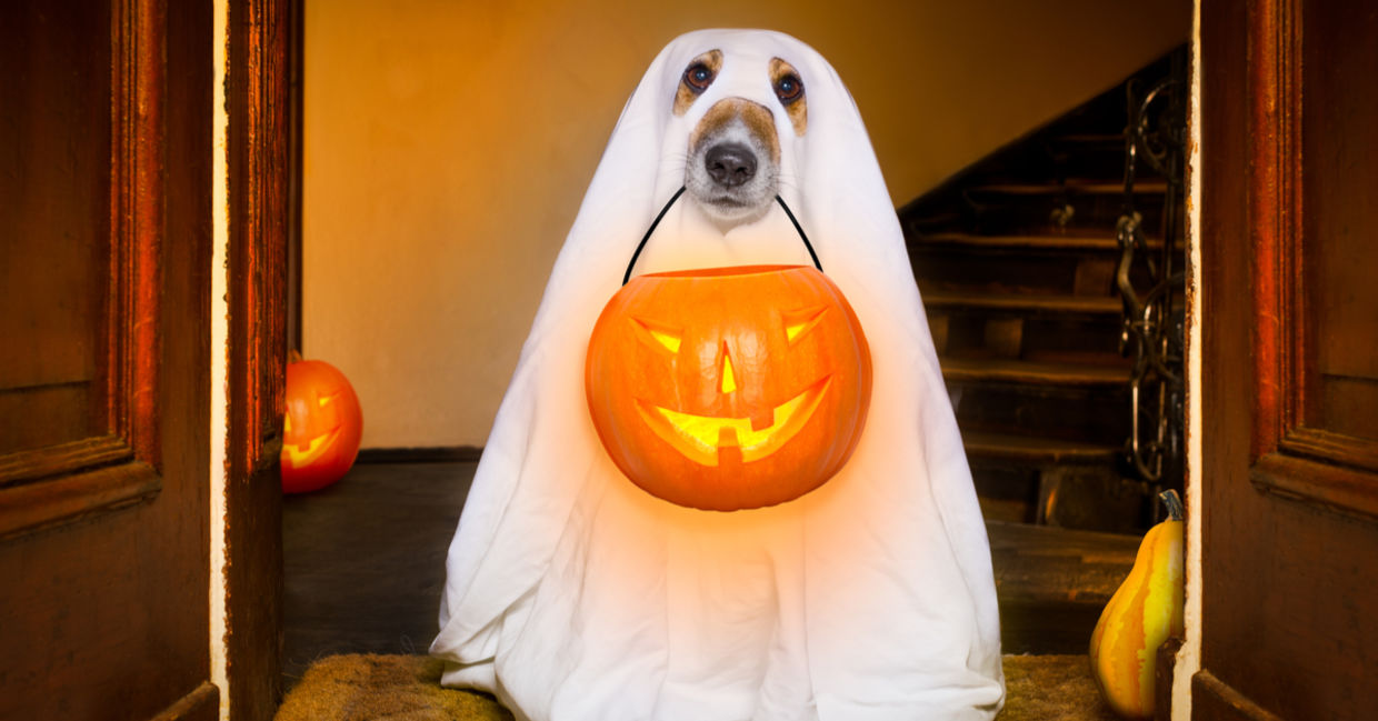 DIY dog costume. DIY dog costume.