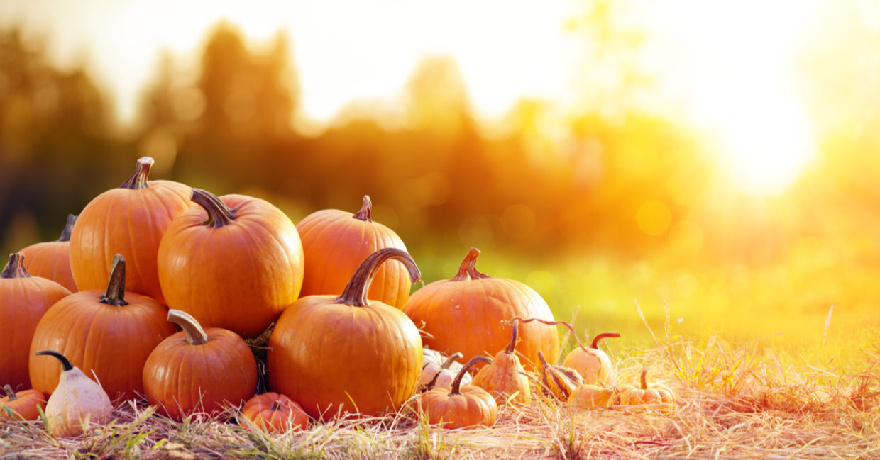 Pumpkins. Pumpkins.