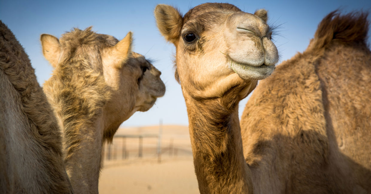 Camels in Arabia.