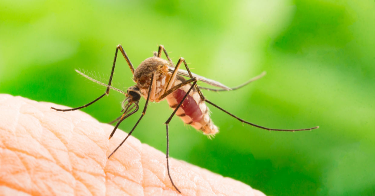 A mosquito about to strike.