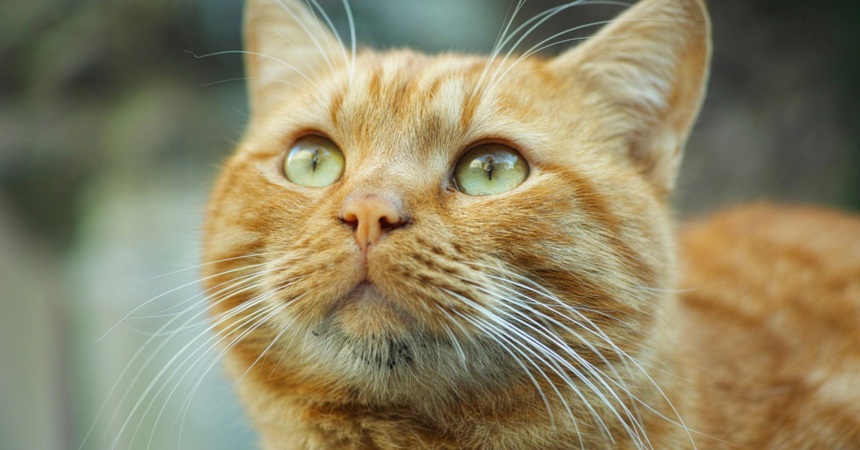 Close up of cute, green eyed ginger cat looking up. Close up of cute, green eyed ginger cat looking up.