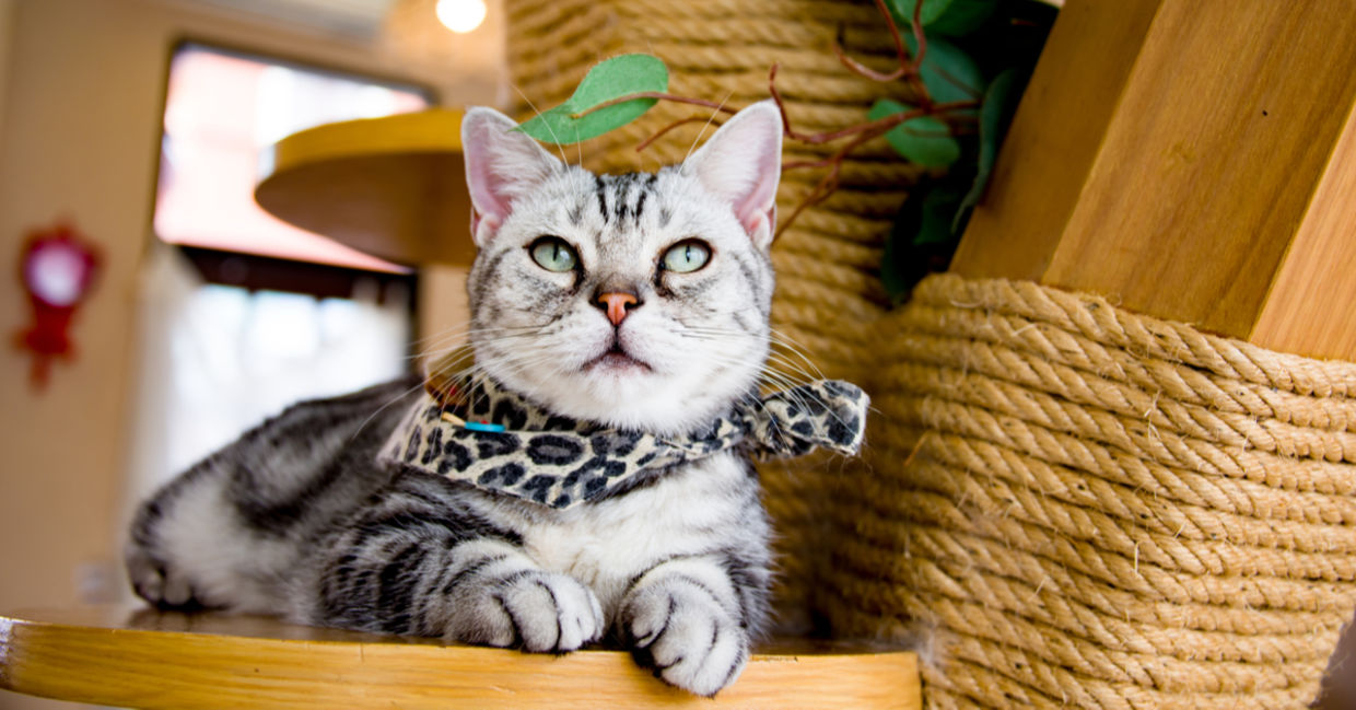 A cat cafe.