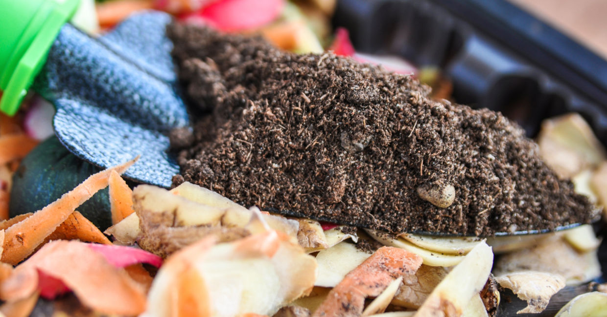 Potato peels used in compost. Potato peels used in compost.