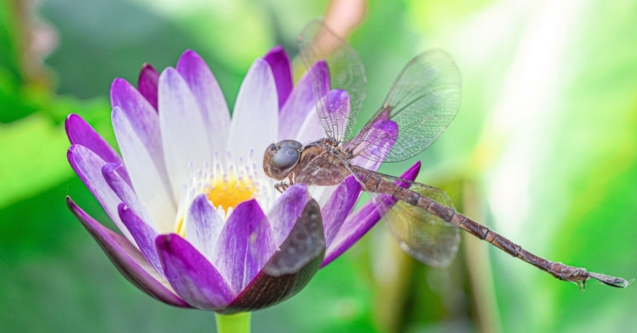 A dragonfly perches on a purple lotus flower. A dragonfly perches on a purple lotus flower.