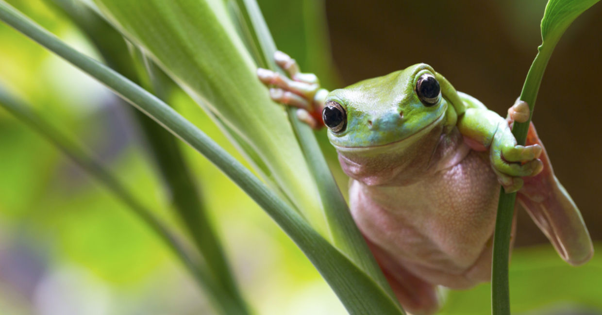 A green frog perches on a leaf. A green frog perches on a leaf.