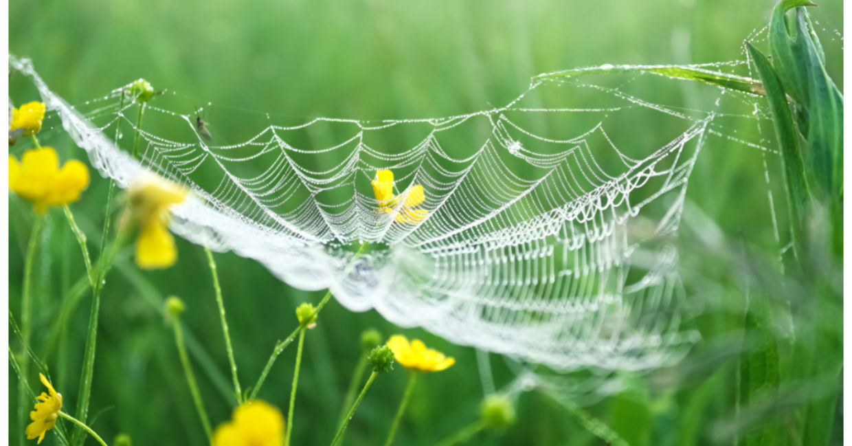 The morning dew on a spider web makes it glisten. The morning dew on a spider web makes it glisten.