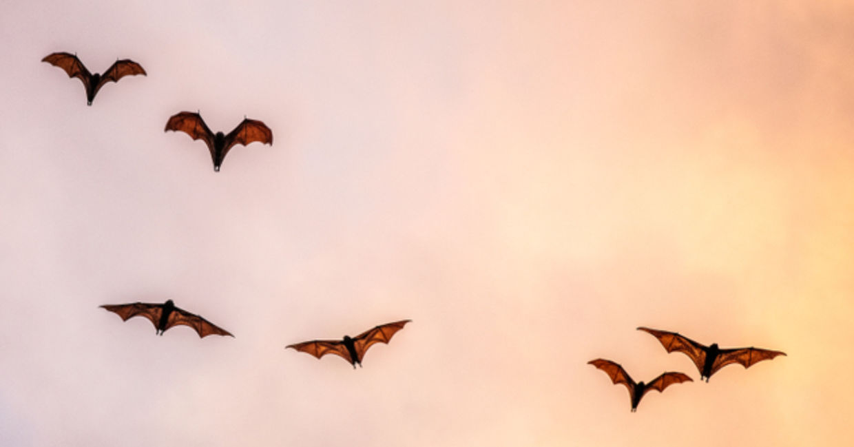 Fruit bats flying in a sunset sky. Fruit bats flying in a sunset sky.