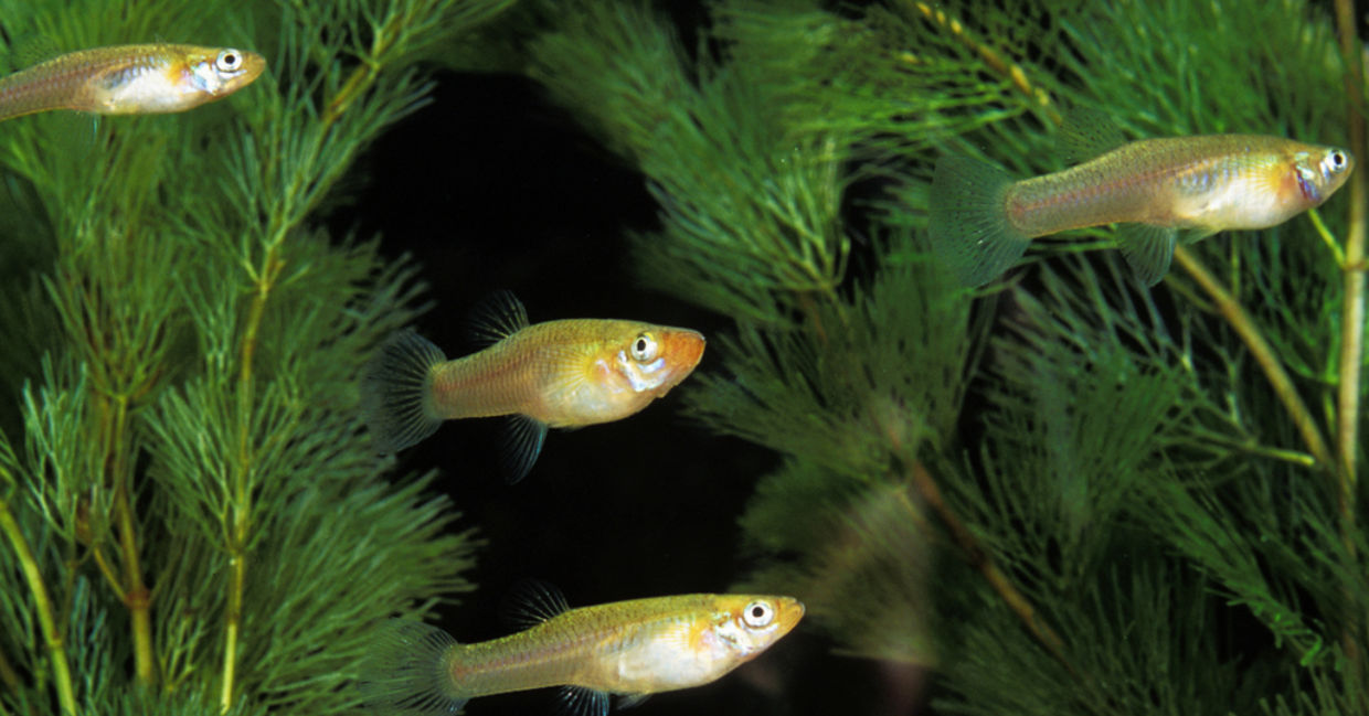 Mosquito fish swimming underwater. Mosquito fish swimming underwater.