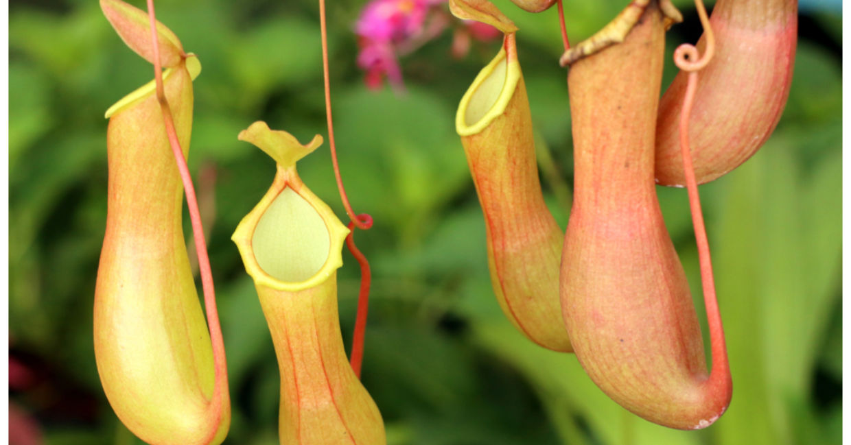 This tropical pitcher plant eats mosquitoes! This tropical pitcher plant eats mosquitoes!