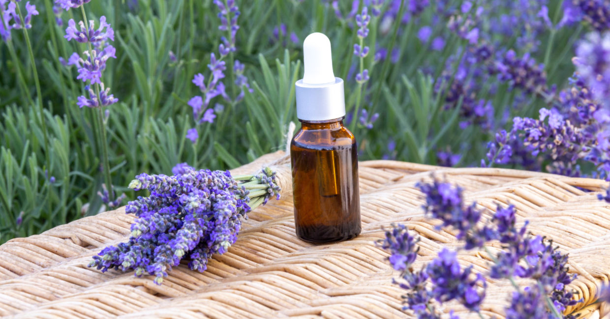 Lavender essential oil can calm you. Lavender essential oil can calm you.