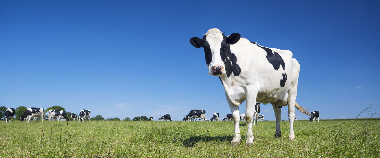 A Dairy cow grazing.