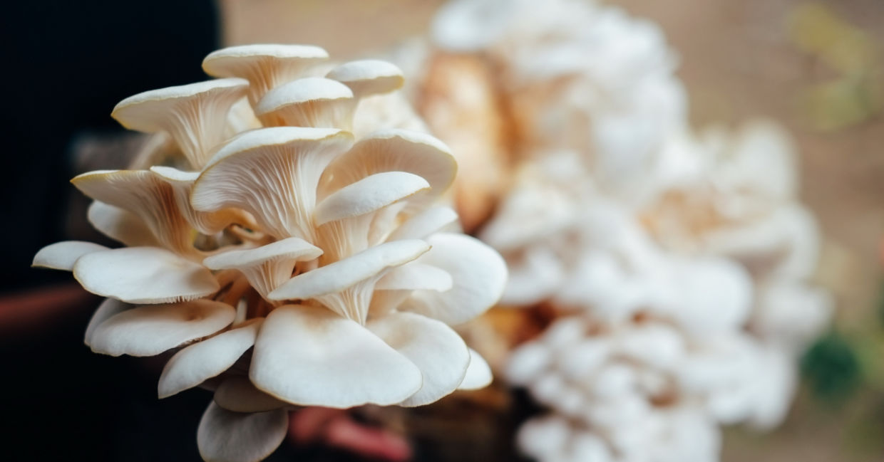 Mushrooms. Mushrooms.