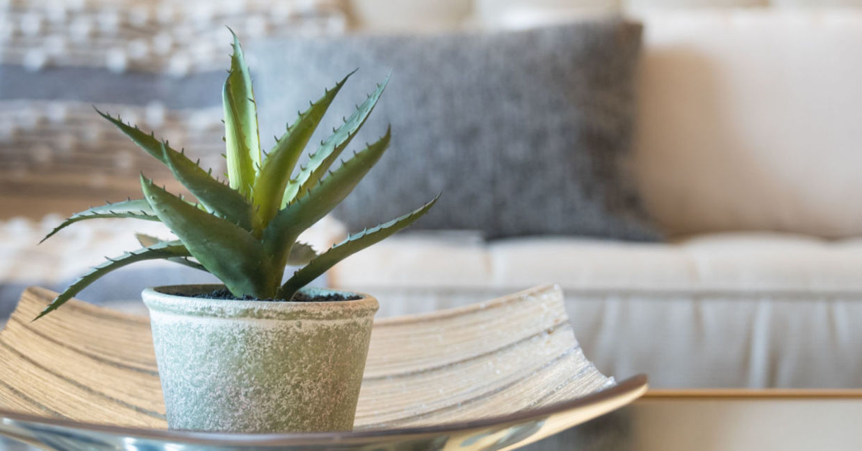 This healing plant is also good for sleep.