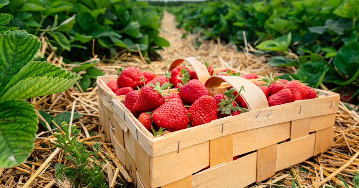 Fresh strawberries.