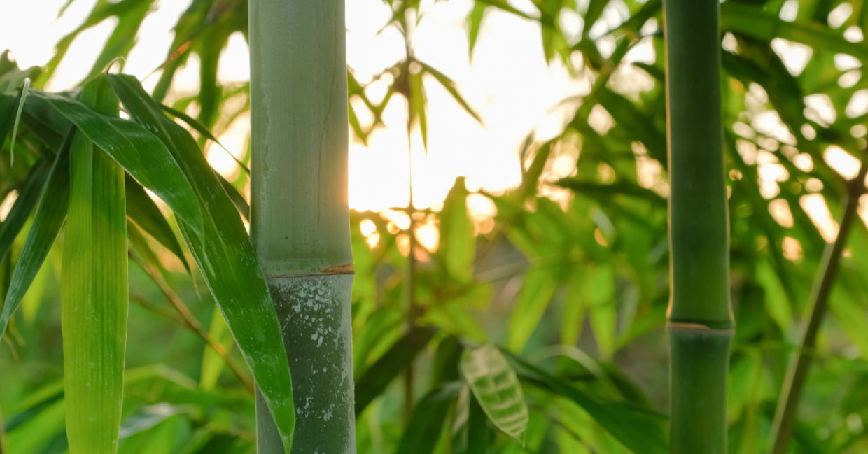 Bamboo forest. Bamboo forest.