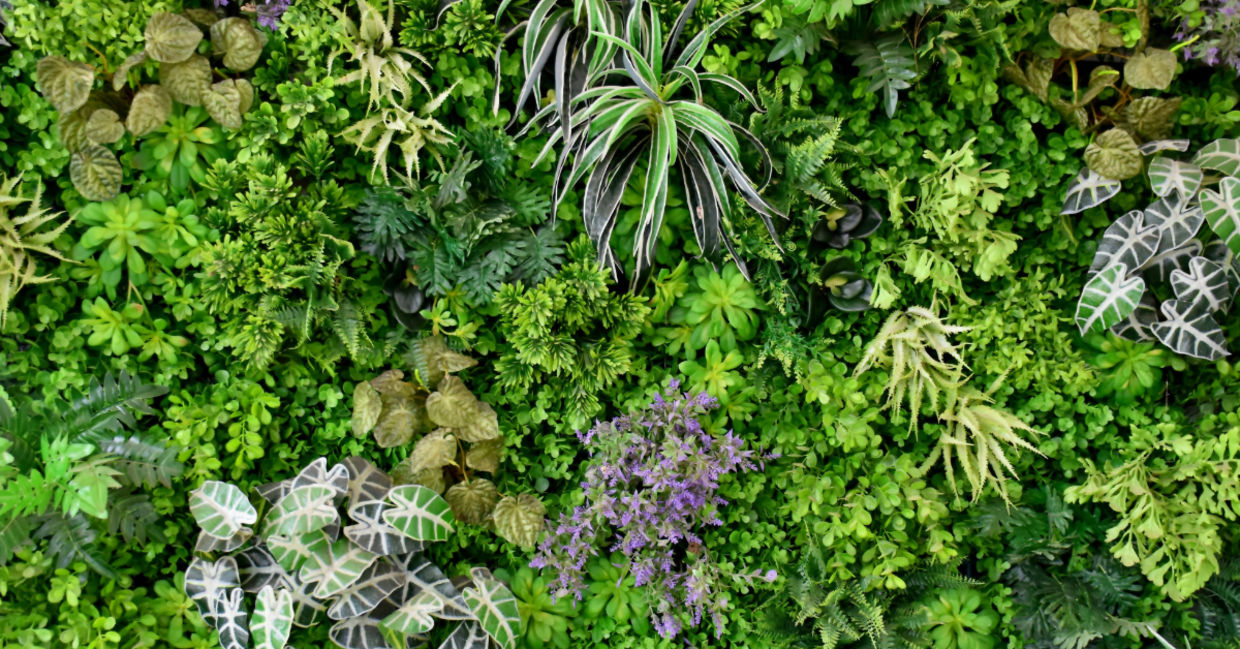 Plants.