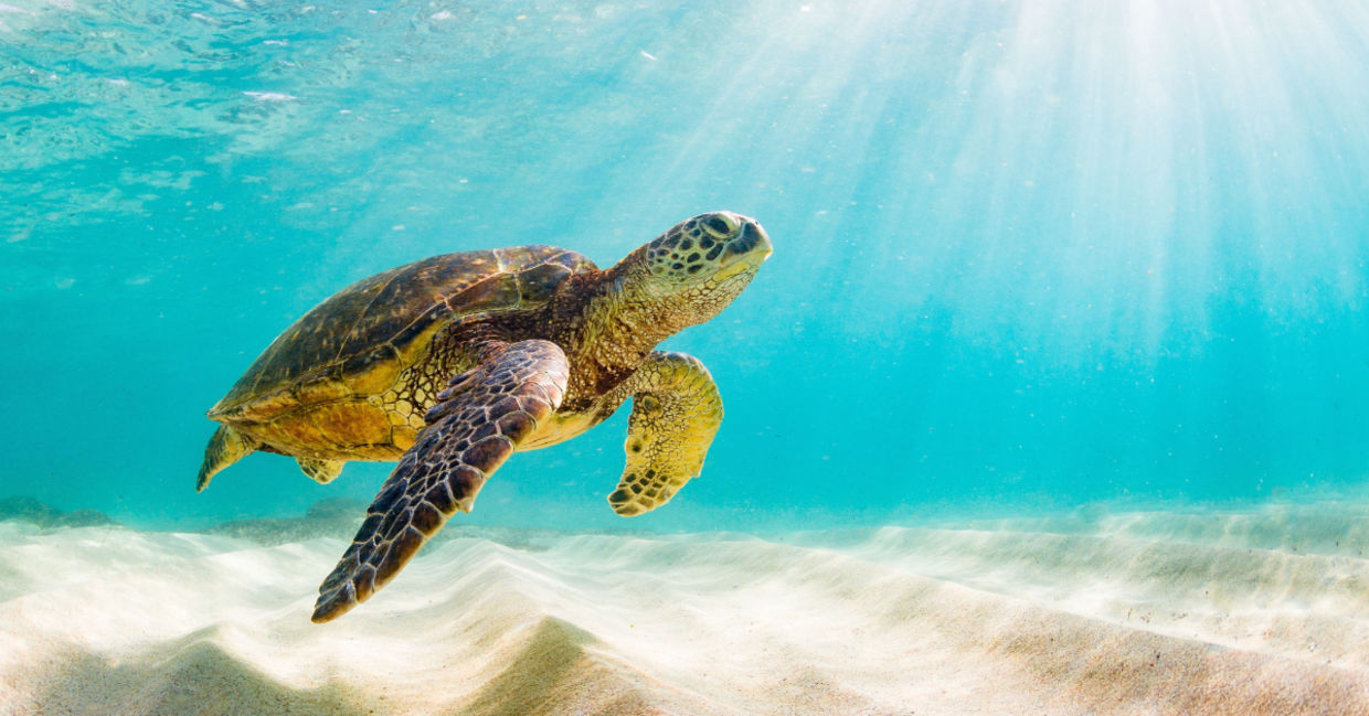 Sea turtle.